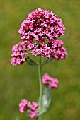 CENTRANTHUS RUBER