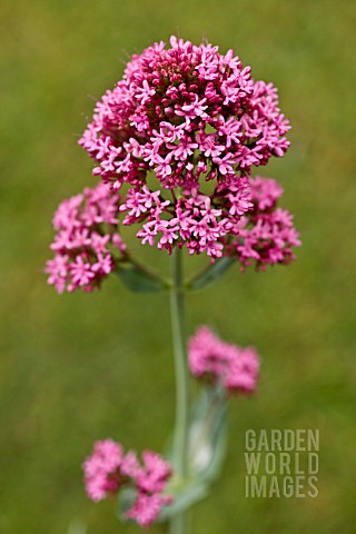 CENTRANTHUS_RUBER