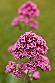 CENTRANTHUS RUBER