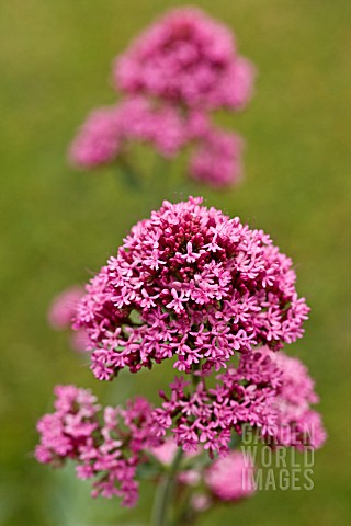 CENTRANTHUS_RUBER