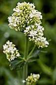 CENTRANTHUS RUBER