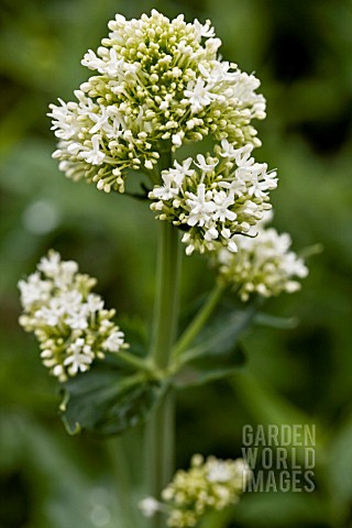 CENTRANTHUS_RUBER