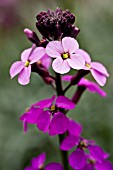 ERYSIMUM BOWLESS MAUVE