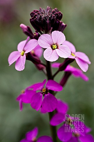 ERYSIMUM_BOWLESS_MAUVE