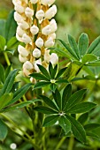 LUPINUS NOBLE MAIDEN