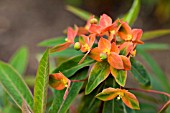 EUPHORBIA GRIFFITHII FIREGLOW