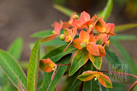 EUPHORBIA_GRIFFITHII_FIREGLOW