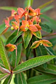 EUPHORBIA GRIFFITHII FIREGLOW