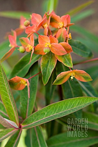 EUPHORBIA_GRIFFITHII_FIREGLOW