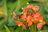 EUPHORBIA GRIFFITHII FIREGLOW