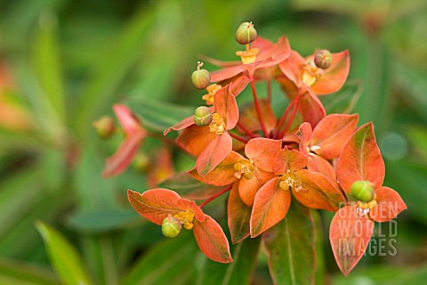 EUPHORBIA_GRIFFITHII_FIREGLOW