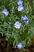 LINUM AUSTRIACUM