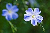 LINUM AUSTRIACUM