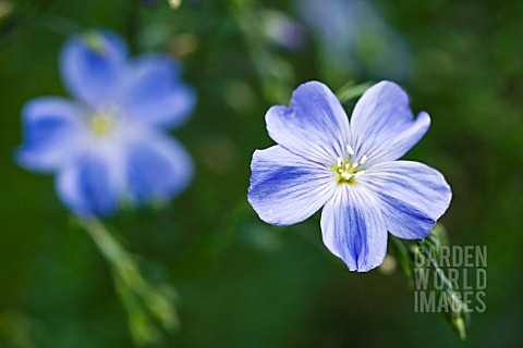 LINUM_AUSTRIACUM