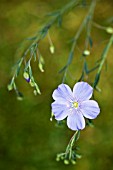 LINUM AUSTRIACUM