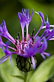 CENTAUREA MONTANA