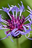 CENTAUREA MONTANA