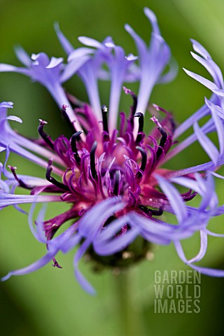 CENTAUREA_MONTANA