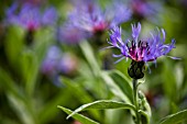 CENTAUREA MONTANA