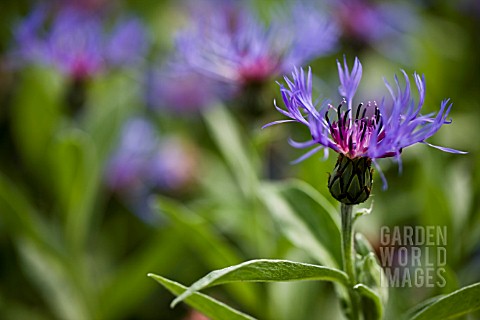 CENTAUREA_MONTANA