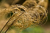 MISCANTHUS NEPALENSIS