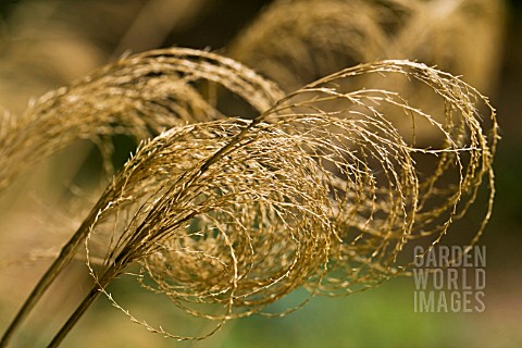 MISCANTHUS_NEPALENSIS