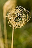 MISCANTHUS NEPALENSIS