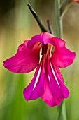 GLADIOLUS COMMUNIS SUBSP. BYZANTINUS