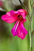 GLADIOLUS COMMUNIS SUBSP. BYZANTINUS