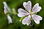 GERANIUM RENARDII