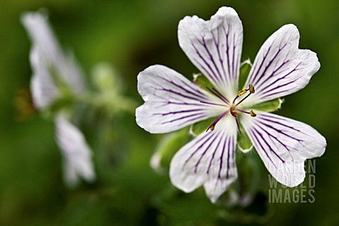 GERANIUM_RENARDII