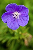 GERANIUM BROOKSIDE