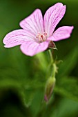 GERANIUM ENDRESSII A.T. JOHNSTON