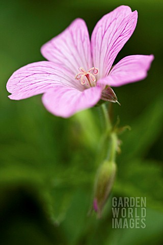 GERANIUM_ENDRESSII_AT_JOHNSTON