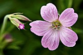 GERANIUM SANGUINEUM