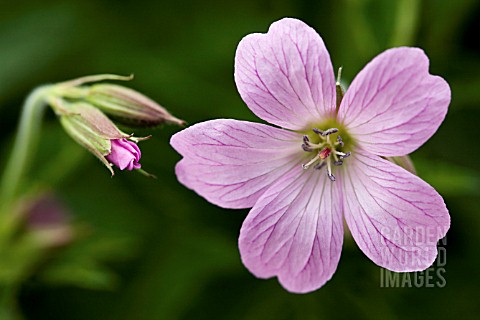 GERANIUM_SANGUINEUM