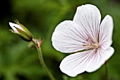 GERANIUM CLARKEI KASHMIR WHITE