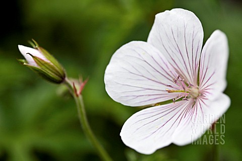 GERANIUM_CLARKEI_KASHMIR_WHITE