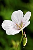 GERANIUM CLARKEI KASHMIR WHITE