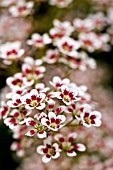 SAXIFRAGA SOUTHSIDE SEEDLING