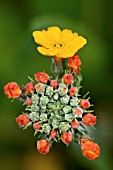 PRIMULA BULLEYENA