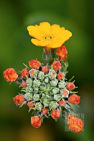 PRIMULA_BULLEYENA