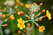 PRIMULA BULLEYENA