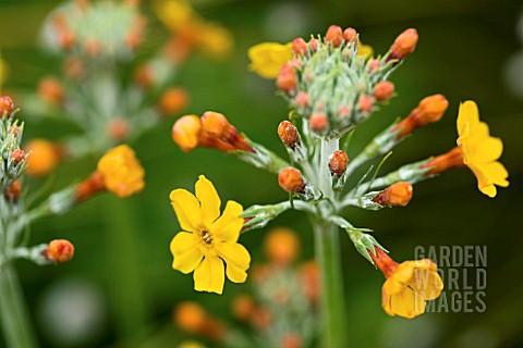 PRIMULA_BULLEYENA