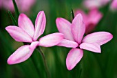 RHODOHYPOXIS BAURII VAR. PLATYPETALA X MILLOIDES