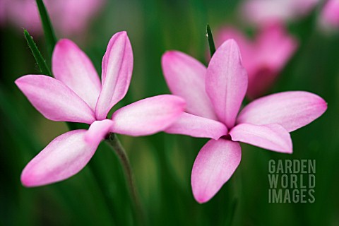 RHODOHYPOXIS_BAURII_VAR_PLATYPETALA_X_MILLOIDES