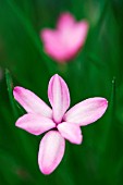 RHODOHYPOXIS BAURII VAR. PLATYPETALA X MILLOIDES