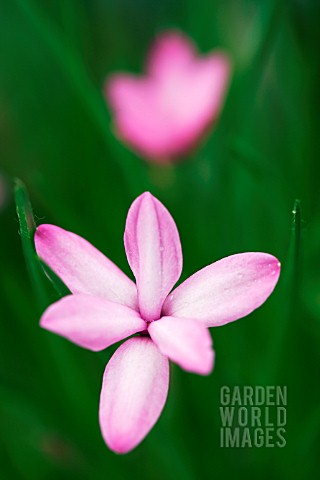 RHODOHYPOXIS_BAURII_VAR_PLATYPETALA_X_MILLOIDES