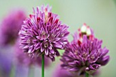 ALLIUM HELDREICHII