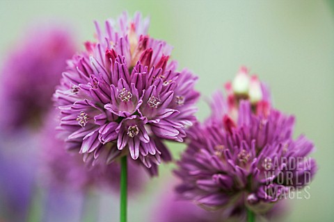 ALLIUM_HELDREICHII